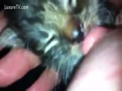 Some enormous boobies being engulfed by kittens